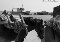 © Photo Andrea Magnani
