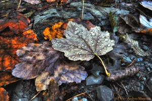 Natura