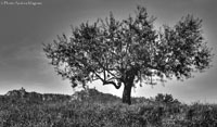 © Photo Andrea Magnani