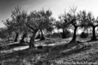 © Photo Andrea Magnani