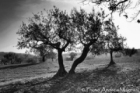 © Photo Andrea Magnani