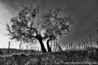 © Photo Andrea Magnani