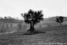 © Photo Andrea Magnani